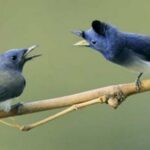 Daftar Gacor Tergacor: 5 Burung Paling Gacor untuk Lomba