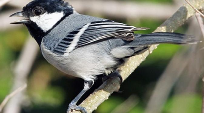 Daftar Gacor Tergacor: 5 Burung Paling Gacor untuk Lomba