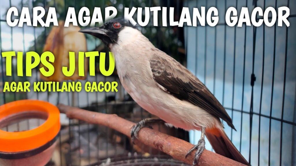 10 Tips Agar Burung Gacor Tergacor secara Alami