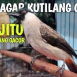 10 Tips Agar Burung Gacor Tergacor secara Alami